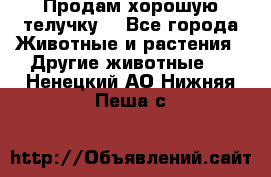 Продам хорошую телучку. - Все города Животные и растения » Другие животные   . Ненецкий АО,Нижняя Пеша с.